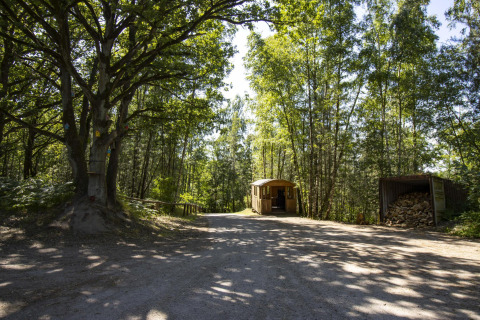 Cabaña de Glamping enclavada en un bosque iluminado por el sol, con un cobertizo para almacenar madera y altos árboles verdes cerca.