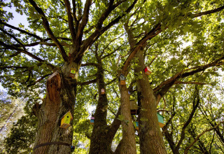 Kleurige vogelhuisjes vastgemaakt aan dikke stammen van eikenbomen in een bos, die unieke glamping verblijven bieden.