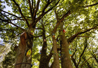Casette per uccelli colorate attaccate a grandi tronchi di quercia in una foresta, che offrono sistemazioni glamping uniche.
