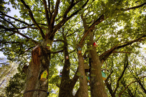 Kleurige vogelhuisjes vastgemaakt aan dikke stammen van eikenbomen in een bos, die unieke glamping verblijven bieden.