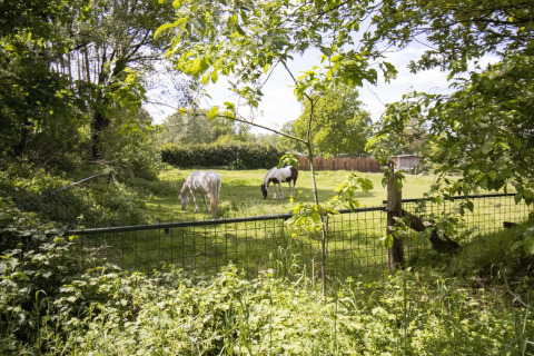Dos caballos pastan en un campo verde rodeado de árboles en un alojamiento glamping en el campo.