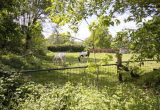 Twee paarden grazen in een groene wei, omringd door bomen bij een glampingverblijf in het buitengebied.