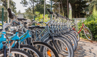 Række af cykler til leje i sollys ved Camping Le Bois de la Gachère, en feriepark i Pays de la Loire.