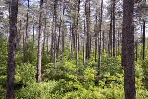 Bosque de pinos con vegetación densa y un alojamiento de glamping oculto entre los árboles.
