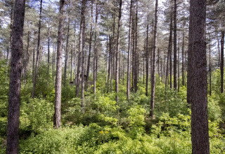 Dicht dennenbos met veel groen en een verborgen glampingverblijf temidden van de natuur.