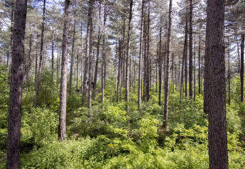 Bosque de pinos con vegetación densa y un alojamiento de glamping oculto entre los árboles.