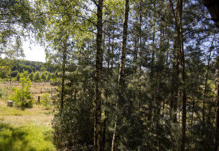 Vista dalla cabina Comfort Sweet con vasca idromassaggio ai Cosy Cabins nella foresta di Limburg, Belgio, pascoli visibili.