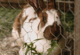 A brown and white spotted rabbit eating leafy greens behind a wire fence at Feather Down Rochefort-Ardenne.