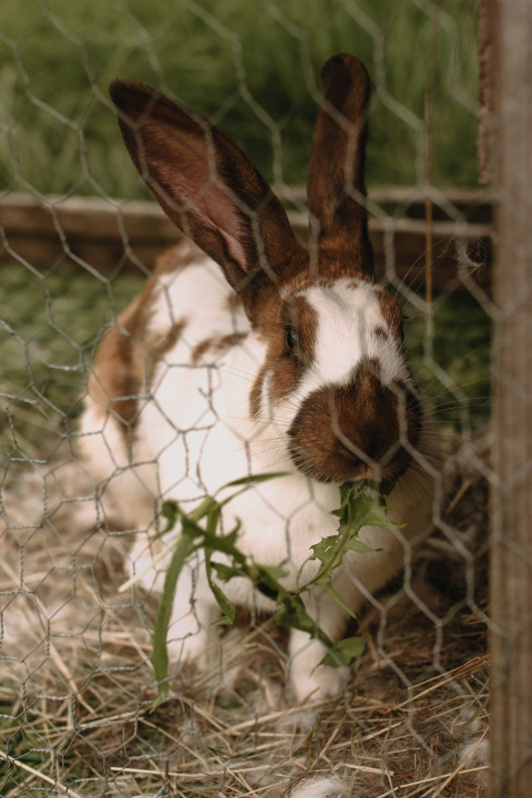 A brown and white spotted rabbit eating leafy greens behind a wire fence at Feather Down Rochefort-Ardenne.