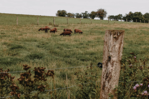 Schafherde auf einer grünen Wiese nahe Nassogne, Belgisch-Luxemburg, mit Zaunpfählen im Vordergrund.