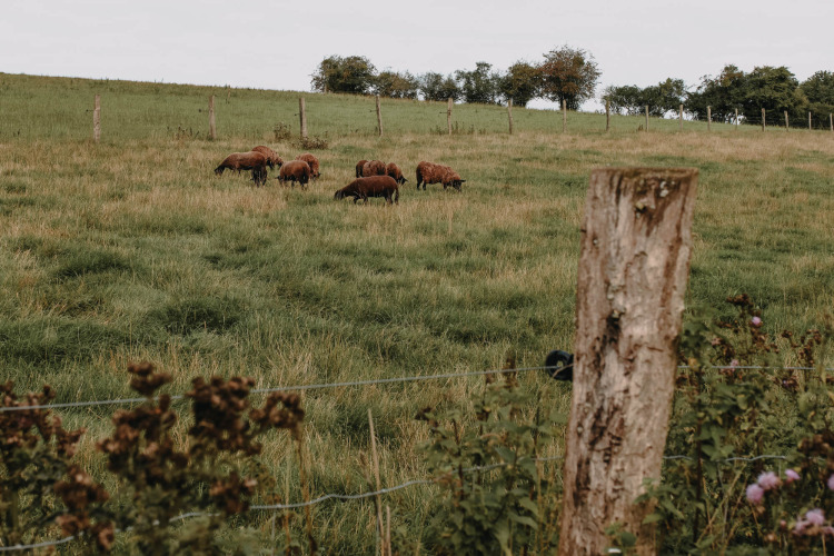 Een kudde schapen graast op een groene weide bij Nassogne, Belgisch Luxemburg, met afrasteringspalen.