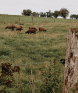 Rebaño de ovejas pastando en un verde campo cerca de Nassogne, Luxemburgo belga, con postes y flores silvestres.