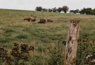 Schafherde auf einer grünen Wiese nahe Nassogne, Belgisch-Luxemburg, mit Zaunpfählen im Vordergrund.