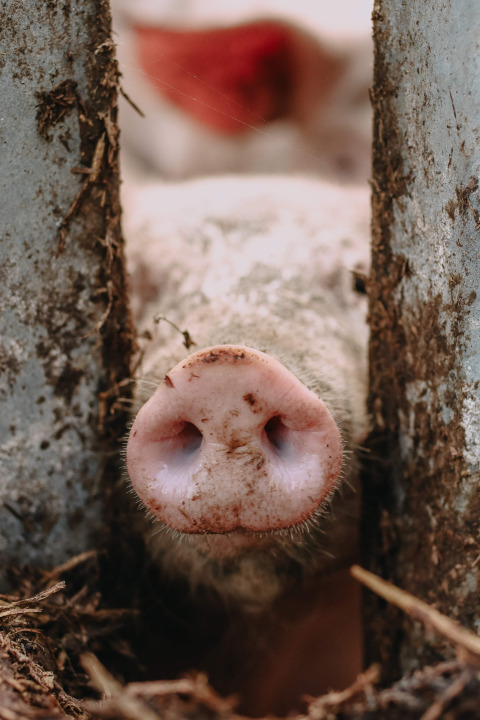Gros plan sur le groin d’un cochon entre des barres au Feather Down Rochefort-Ardenne, Belgique.
