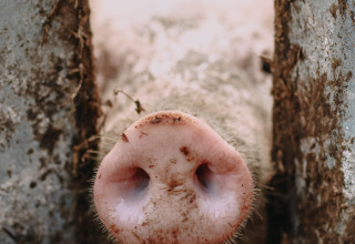 Nahaufnahme einer Schweineschnauze zwischen Metallstangen im Feather Down Rochefort-Ardenne, Belgien.