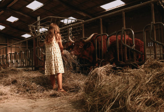 Una bambina con un vestito estivo dà il fieno alle mucche in una stalla a Feather Down Rochefort-Ardenne, Belgio.