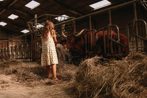 Una niña con vestido claro da de comer heno a las vacas en un establo de Feather Down Rochefort-Ardenne, Bélgica.