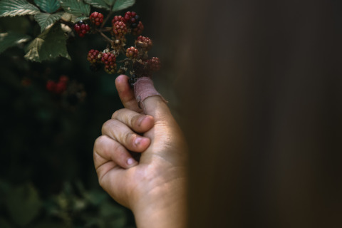 A person with a bandaged finger picking ripe blackberries at Feather Down Rochefort-Ardenne, Belgium.