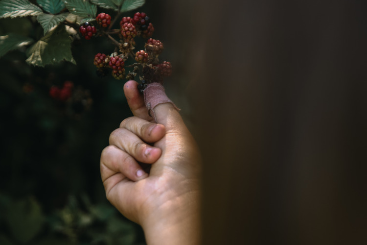 A person with a bandaged finger picking ripe blackberries at Feather Down Rochefort-Ardenne, Belgium.