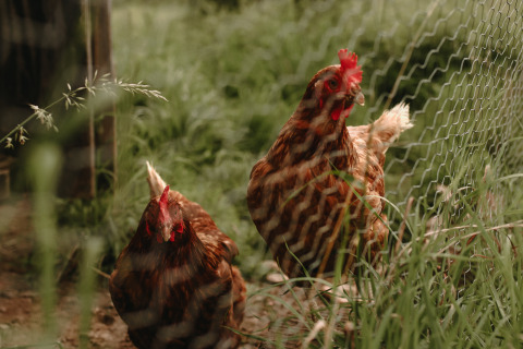 To brune høns står ved et hegn i græsset på Feather Down Rochefort-Ardenne feriepark i Belgien.