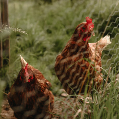 Dos gallinas marrones están junto a una cerca en Feather Down Rochefort-Ardenne, un parque de vacaciones en Bélgica.