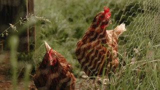 Dos gallinas marrones están junto a una cerca en Feather Down Rochefort-Ardenne, un parque de vacaciones en Bélgica.