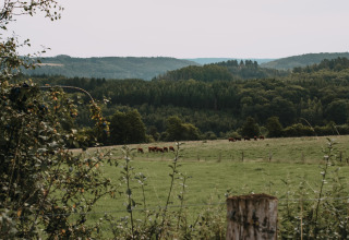 Paisaje rural cerca de Nassogne, Bélgica, con vacas pastando en prados verdes y colinas boscosas al fondo.