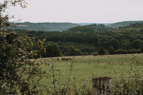 Paesaggio nei dintorni di Nassogne, Belgio: mucche al pascolo su un prato verde e colline boscose sullo sfondo.