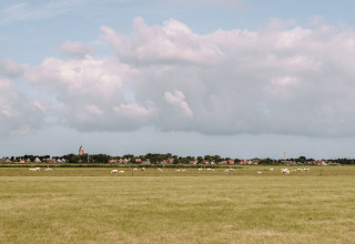 Vista di pecore al pascolo in un ampio prato con un villaggio sullo sfondo a Feather Down Boerderij Ameland, Friesland.