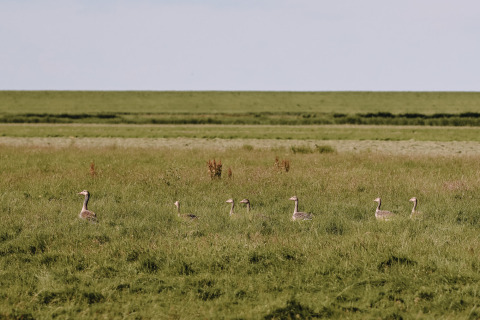 Un grupo de gansos camina por un prado verde en Feather Down Boerderij Ameland, parque vacacional en Friesland.