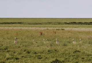 En gruppe gæs går gennem en frodig grøn eng ved Feather Down Boerderij Ameland feriepark i Friesland.
