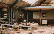 En landmand fodrer får i en stald på Feather Down Boerderij Ameland, et feriepark i Friesland, Holland.