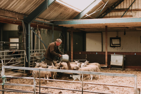 Een boer voedert schapen in een stal bij Feather Down Boerderij Ameland, een vakantiepark in Friesland, Nederland.
