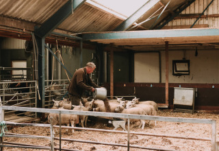 Een boer voedert schapen in een stal bij Feather Down Boerderij Ameland, een vakantiepark in Friesland, Nederland.