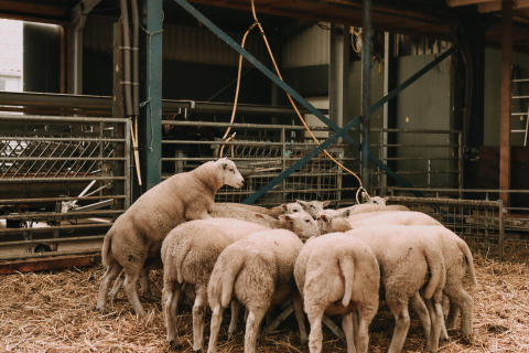 Ovejas reunidas en un establo en Feather Down Boerderij Ameland, un parque vacacional en Frisia, Países Bajos.