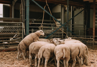 Ovejas reunidas en un establo en Feather Down Boerderij Ameland, un parque vacacional en Frisia, Países Bajos.
