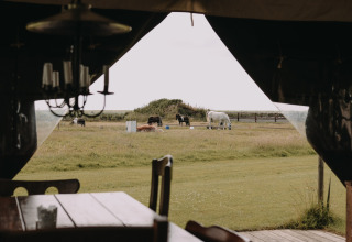 Udsigt fra telt til græsgående heste og køer på Feather Down Boerderij Ameland i Friesland, Holland.