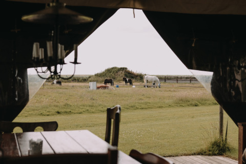 Vista desde una tienda hacia caballos y vacas pastando en Feather Down Boerderij Ameland, Frisia, Países Bajos.