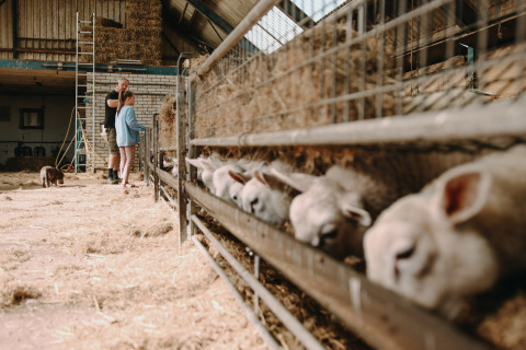 Niños y adulto en una granja de Friesland, Países Bajos, observando ovejas comiendo en un establo.