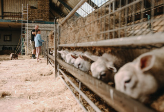Børn og voksen på en gård i Friesland, Nederlandene, med får der spiser i en stald.
