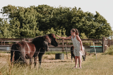 Niña acaricia un poni negro en Feather Down Boerderij Ameland, parque en Friesland, Países Bajos.