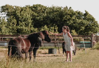 Meisje aait een zwarte pony op Feather Down Boerderij Ameland vakantiepark in Friesland, Nederland.