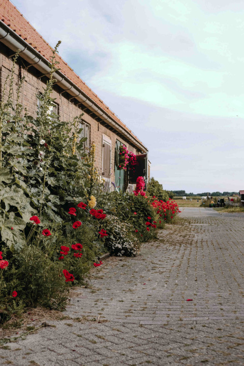 Camino rural con flores y edificio de ladrillo cerca de Hollum, Frisia, Países Bajos, bajo el cielo azul.