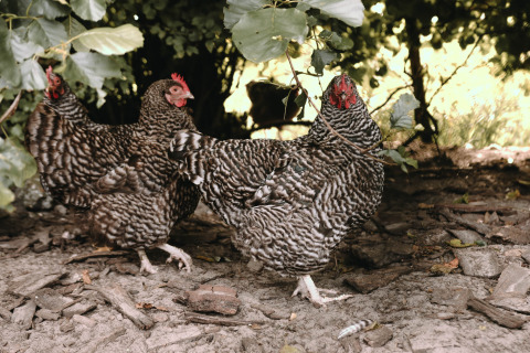 Dos gallinas blancas y negras caminan bajo los árboles en Feather Down Boerderij Ameland, parque vacacional en Friesland, Países Bajos.