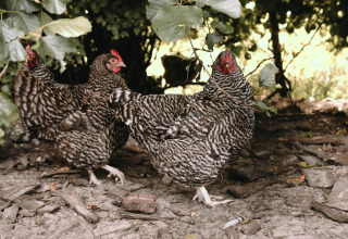 Dos gallinas blancas y negras caminan bajo los árboles en Feather Down Boerderij Ameland, parque vacacional en Friesland, Países Bajos.