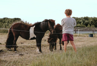 Dreng ser på to ponyer bag et hegn på Feather Down Boerderij Ameland feriepark i Friesland, Holland.