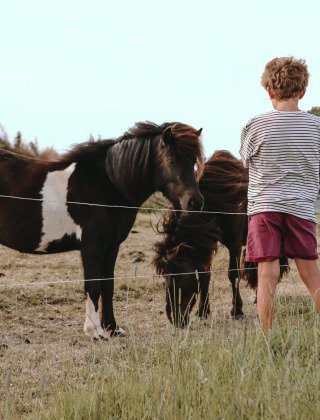 Dreng ser på to ponyer bag et hegn på Feather Down Boerderij Ameland feriepark i Friesland, Holland.