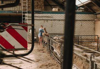 Et barn fodrer får i en stald med hø på Feather Down Boerderij Ameland, et feriepark i Friesland, Holland.