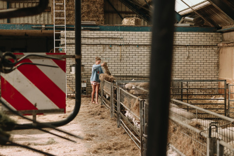 Et barn fodrer får i en stald med hø på Feather Down Boerderij Ameland, et feriepark i Friesland, Holland.