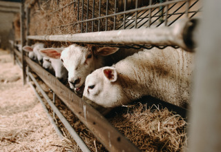Lam spiser hø i en stald på Boerderij Ameland, et feriepark i Friesland, Holland.